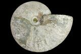 Silver Iridescent Ammonite (Cleoniceras) Fossil - Madagascar #159373-1